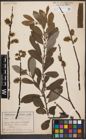Foto von Salix cinerea L.